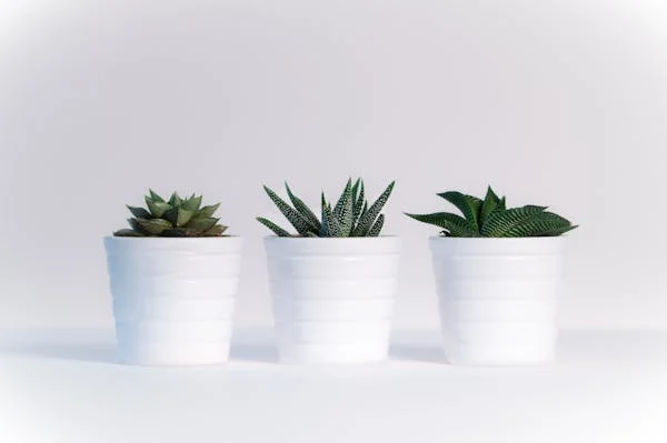 The Power of Houseplants: Benefits and Care Tips