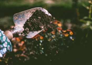 The Benefits of Gardening for Mental Health and Well-Being