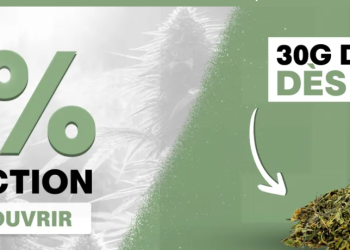 Weed Side Story: A Craft and Authentic Approach to CBD