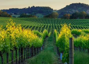 Winebuyers: The Ideal Platform for Buying Quality Wine