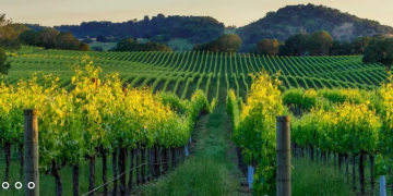 Winebuyers: The Ideal Platform for Buying Quality Wine