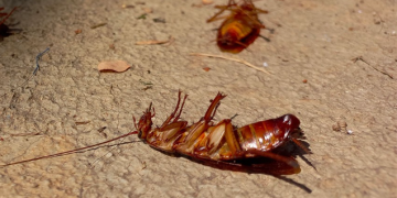 L’Expertise Française de action-anti-nuisible.fr