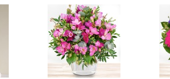 Bluvesa – Aquaristikprodukte für Hobby und Profi