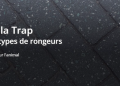 Bénéficier des solutions d’Action Anti Nuisible pour protéger votre maison