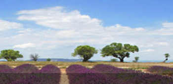 Why GardenDecoration is the Ideal Choice for Enhancing Your Outdoor Space