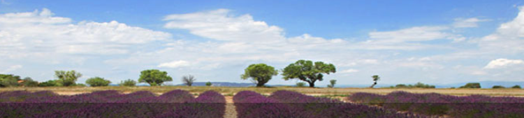 Why GardenDecoration is the Ideal Choice for Enhancing Your Outdoor Space