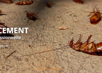 Action Anti-Nuisible : Une solution efficace contre les nuisibles du quotidien